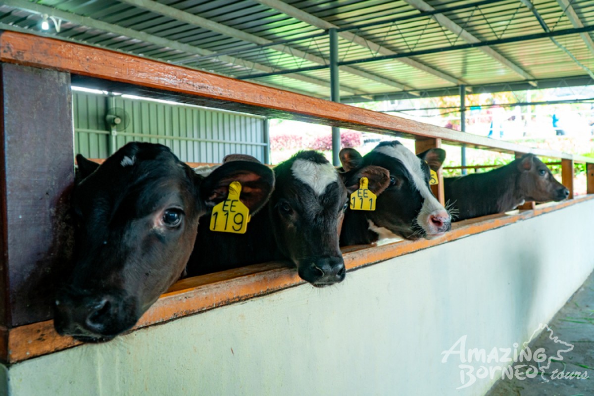 Desa Cattle Dairy Farm (Admission Ticket) - Amazing Borneo Tours