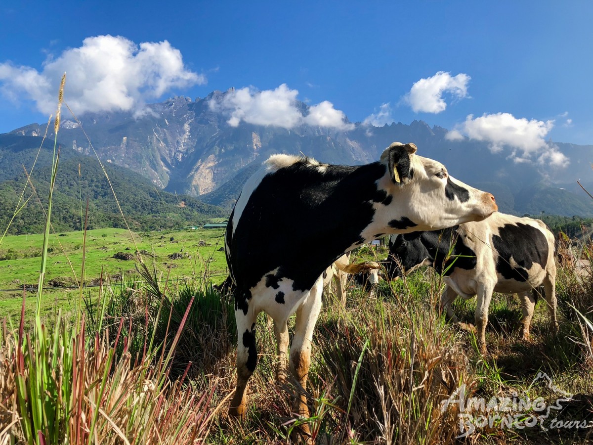 Kinabalu Park & Kundasang Highlights (Private Tour) - Amazing Borneo Tours