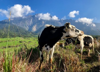 Kinabalu Park & Kundasang Highlights (Private Tour)