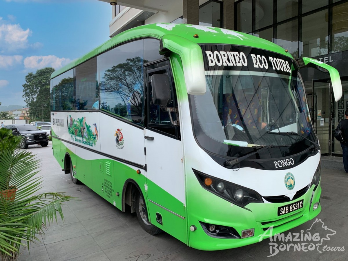 3D2N Sukau Rainforest Lodge - Kinabatangan River Cruises / Sepilok Orangutan & Sunbear Visit - Amazing Borneo Tours