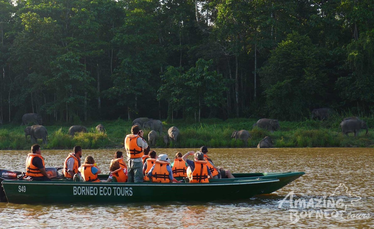 3D2N Sukau Rainforest Lodge - Kinabatangan River Cruises / Sepilok Orangutan & Sunbear Visit - Amazing Borneo Tours