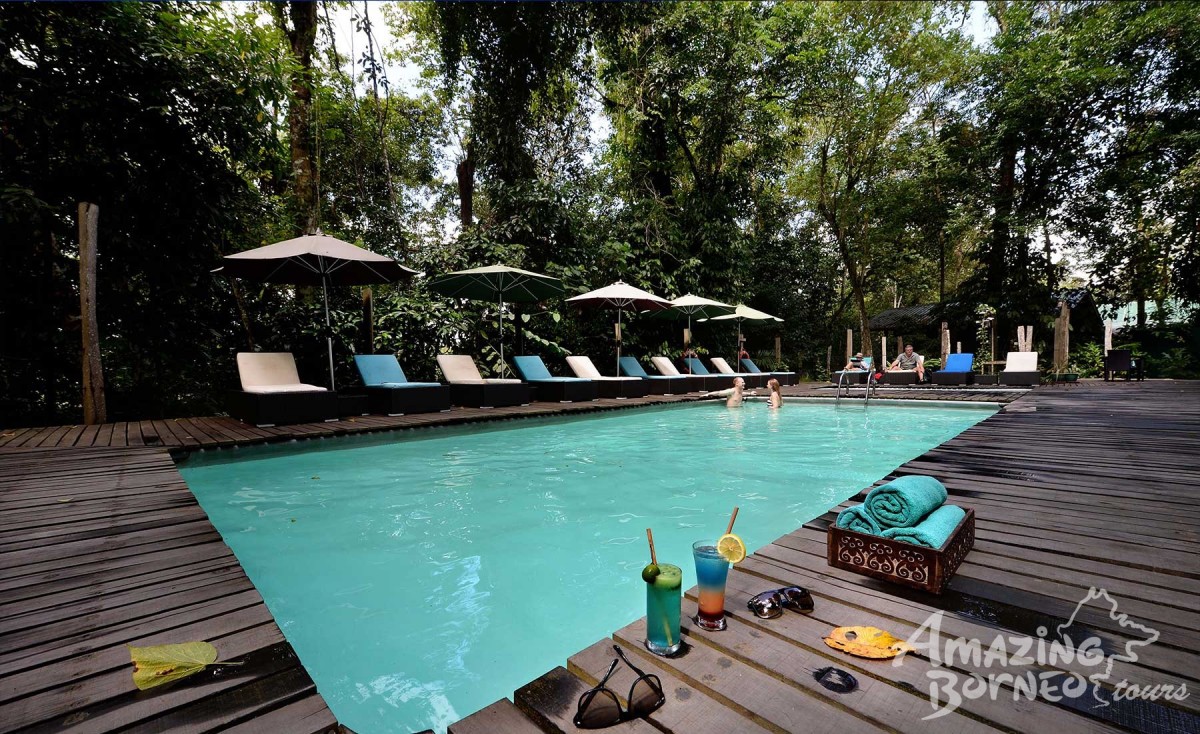 3D2N Sukau Rainforest Lodge - Kinabatangan River Cruises / Sepilok Orangutan & Sunbear Visit - Amazing Borneo Tours
