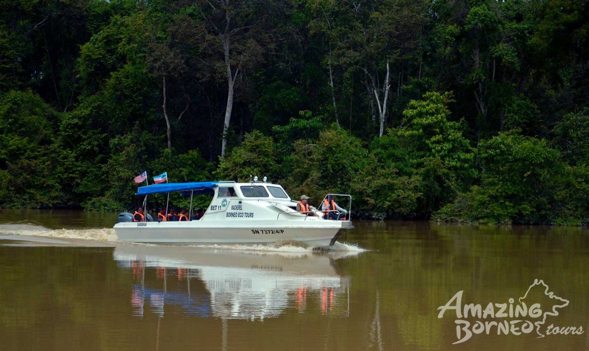 4D3N Sukau Rainforest Lodge - Selingan Turtle Island / Kinabatangan River Cruises / Sepilok Orangutan & Sunbear Visit - Amazing Borneo Tours
