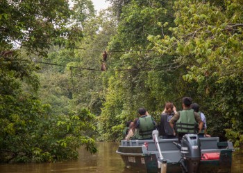 4D3N Sukau Rainforest Lodge - Selingan Turtle Island / Kinabatangan River Cruises / Sepilok Orangutan & Sunbear Visit