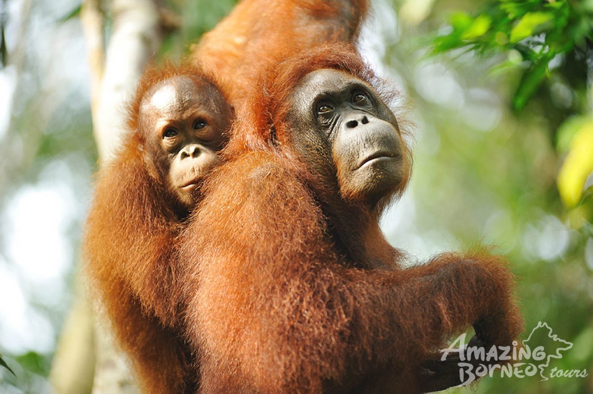 5D4N Kuching Wildlife & Culture Mulu UNESCO with National Park Stay - Amazing Borneo Tours