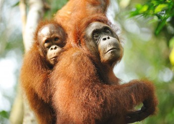 5D4N Kuching Wildlife & Culture Mulu UNESCO with National Park Stay