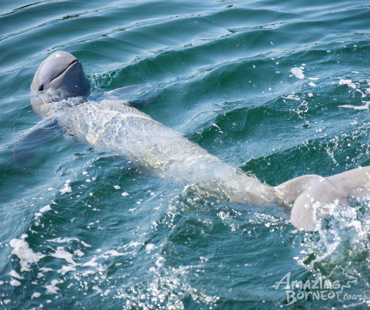 4D3N Irrawaddy Dolphin Wildlife Safari & Kuching Holiday Tour - Amazing Borneo Tours