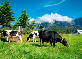 4D3N Kota Kinabalu & Kundasang Highlights With North Borneo Cruises - Family Package F