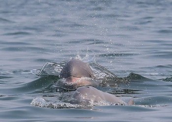 Kuching Day Tour – Mangrove & Wildlife Cruise with Irrawaddy Dolphin Watching