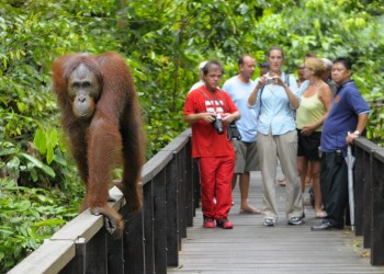 6D5N Canopy to Coast: Sukau Rainforest Lodge with Sepilok Orangutan, Sun Bear Visit, Kinabatangan River Cruises, Rainforest Discovery Centre, Sepilok Nature Lodge, and Lankayan Island Dive Resort (Non-Diver)