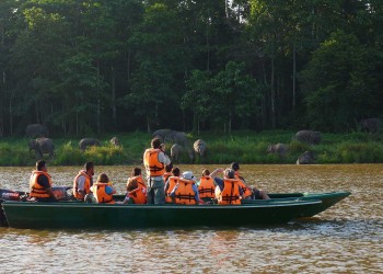 4D3N Sepilok to Sukau: Borneo Sepilok Rainforest Resort with Sepilok and Kinabatangan