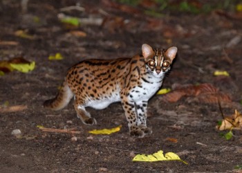 3D2N Deramakot Wildlife Safari - Borneo Birds and Wild Cats