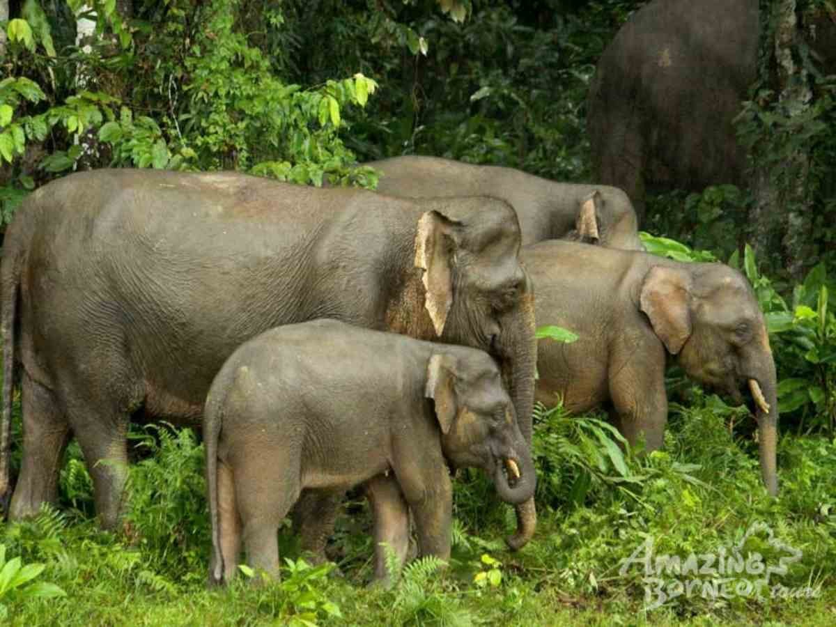 5D4N Borneo Wildlife Eco-Tour: Sepilok Orangutan, Kinabatangan River, Gomantong Caves, and Bilit Rainforest Lodge - Amazing Borneo Tours