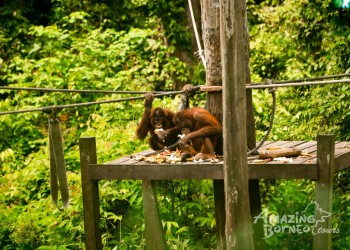 5D4N Borneo Wildlife Eco-Tour: Sepilok Orangutan, Kinabatangan River, Gomantong Caves, and Bilit Rainforest Lodge