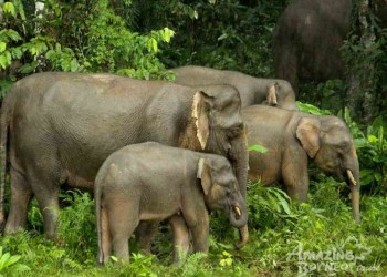 3D2N Sabah Wildlife Wonders: Kinabatangan River, Sepilok Orangutan, Sim Sim Water Village, and Bilit Rainforest Lodge