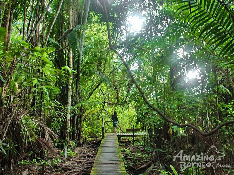 3D2N Bako National Park Wildlife Retreat in Kuching - Amazing Borneo Tours