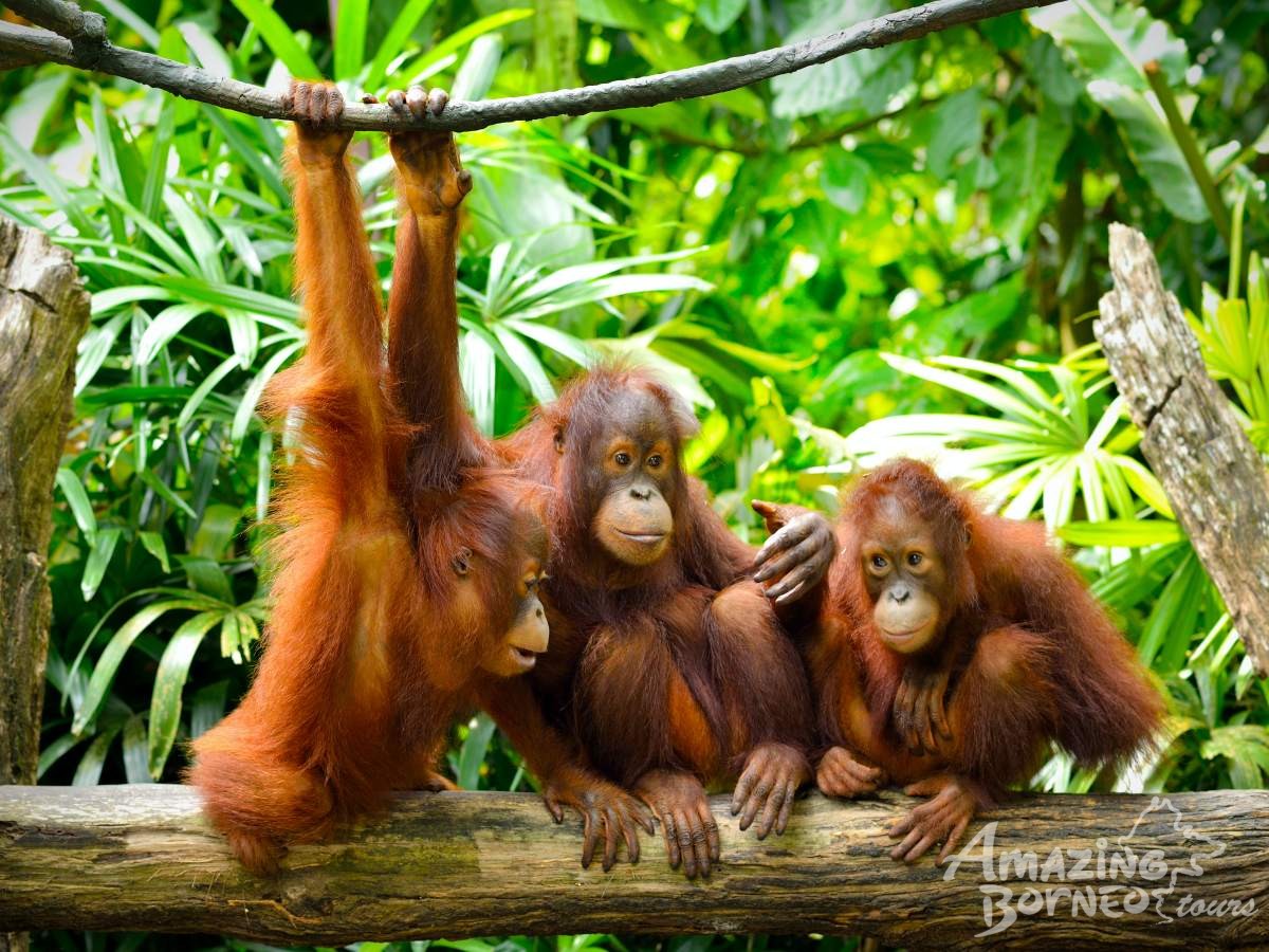 orangutans tour indonesia