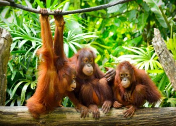 Sandakan - Sepilok Orang Utan Centre 