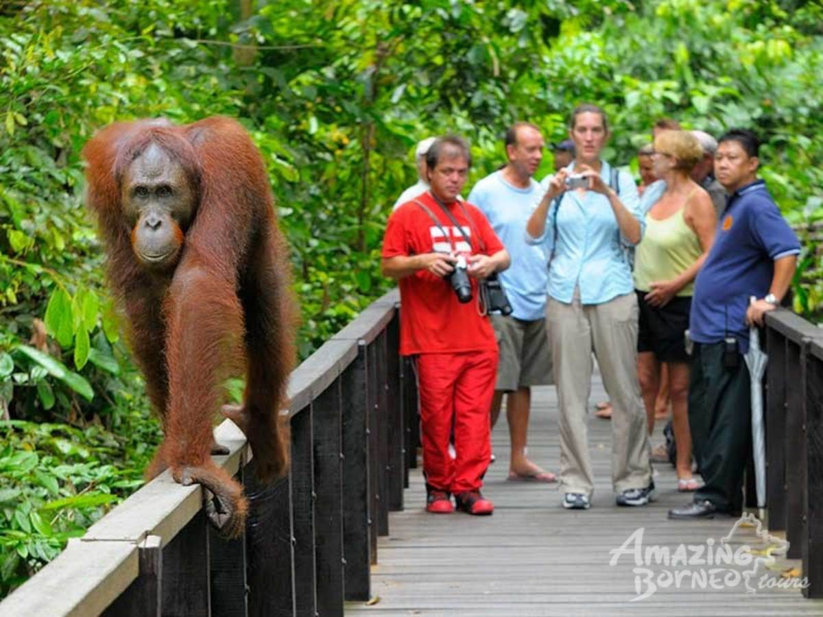 Sandakan - Sepilok Orang Utan Centre & Labuk Bay - Amazing Borneo Tours