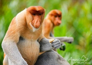 Sandakan - Sepilok Orang Utan Centre & Labuk Bay