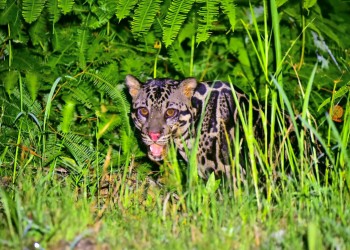 4D3N Trusan Sugut Wildlife Safari – Borneo's Rainforest Wilderness