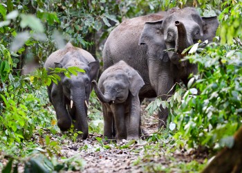 2D1N Bornean Pygmy Elephant Safari