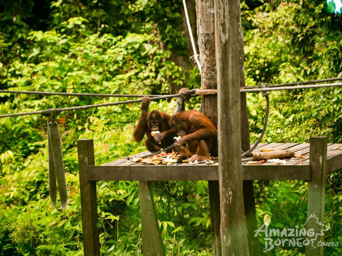 3D2N Bilit Rainforest Lodge - Sepilok Orangutan / Kinabatangan River / Gomantong Cave / Sandakan - Amazing Borneo Tours