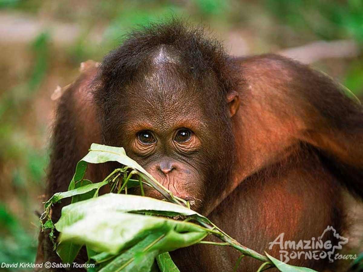 3D2N Bilit Rainforest Lodge - Sepilok Orangutan / Kinabatangan River / Gomantong Cave / Sandakan - Amazing Borneo Tours