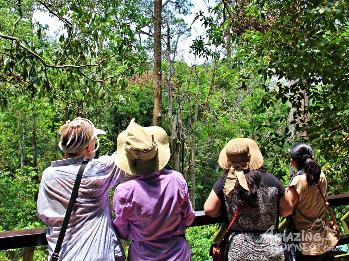 3D2N Bilit Rainforest Lodge - Sepilok Orangutan / Kinabatangan River / Gomantong Cave / Sandakan - Amazing Borneo Tours