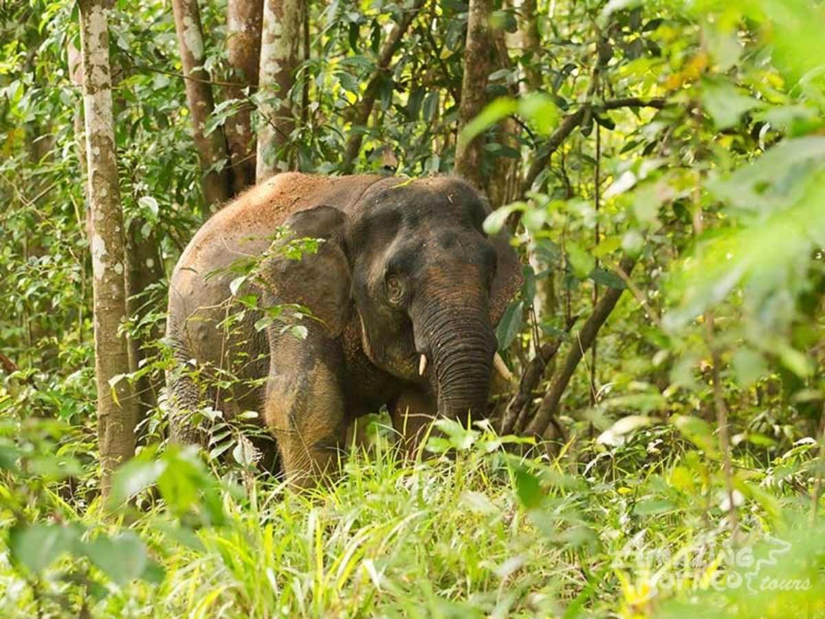 3D2N Bilit Rainforest Lodge - Sepilok Orangutan / Kinabatangan River / Gomantong Cave / Sandakan - Amazing Borneo Tours