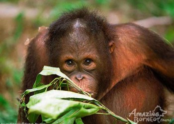 3D2N Bilit Rainforest Lodge - Sepilok Orangutan / Kinabatangan River / Gomantong Cave / Sandakan