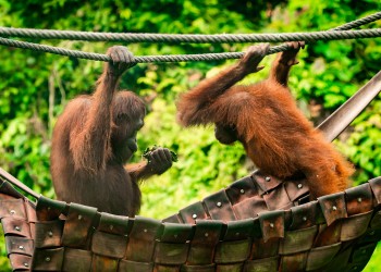 8D7N Borneo Eco-Adventure: Sepilok Orangutan, Kinabatangan River, Sukau Rainforest Lodge, Danum Valley, and Gaya Island Resort 