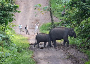 8D7N Borneo Eco-Escape: Sepilok Orangutan, Kinabatangan, Bilit, Borneo Rainforest Lodge, Danum Valley, and Gaya Island Resort