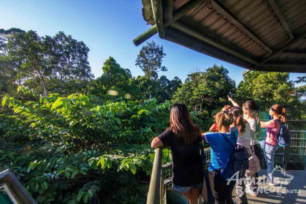 3D2N Selingan Turtle Island & Bilit Rainforest Lodge - Sepilok Orangutan / Turtle Island / Kinabatangan River / Gomantong Cave / Sandakan - Amazing Borneo Tours