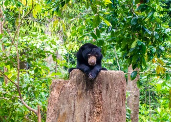 8D7N Borneo Nature Tour: Sepilok Orangutan, Sukau Rainforest Lodge, Kinabatangan, Borneo Rainforest Lodge, Danum Valley, and Gaya Island Resort