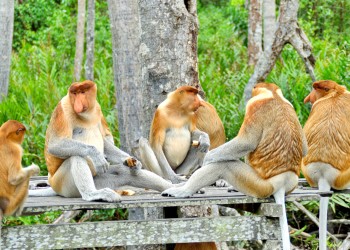 11D10N Borneo Adventure: Sepilok Orangutan, Kinabatangan, Bilit Rainforest Lodge, Danum Valley, Lankayan Island Dive Resort, and Shangri-La Rasa Ria
