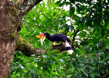 16D15N Wings & Wonder: Sabah Bird Watching Tour at Kinabalu Park, Deramakot, Sepilok, Kinabatangan, and Danum Valley 