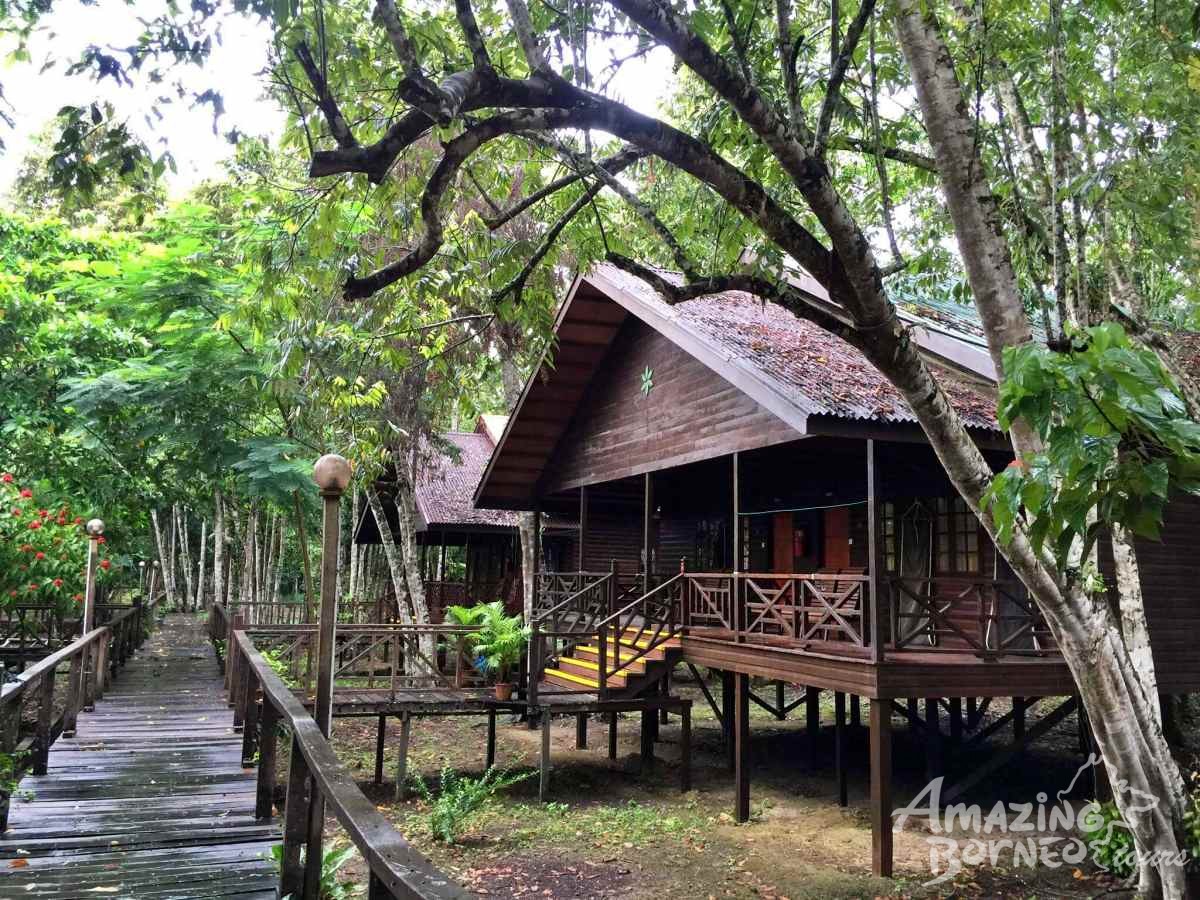 4D3N Selingan Turtle Island & Bilit Rainforest Lodge - Sepilok Orangutan / Turtle Island / Kinabatangan River / Gomantong Cave / Sandakan - Amazing Borneo Tours