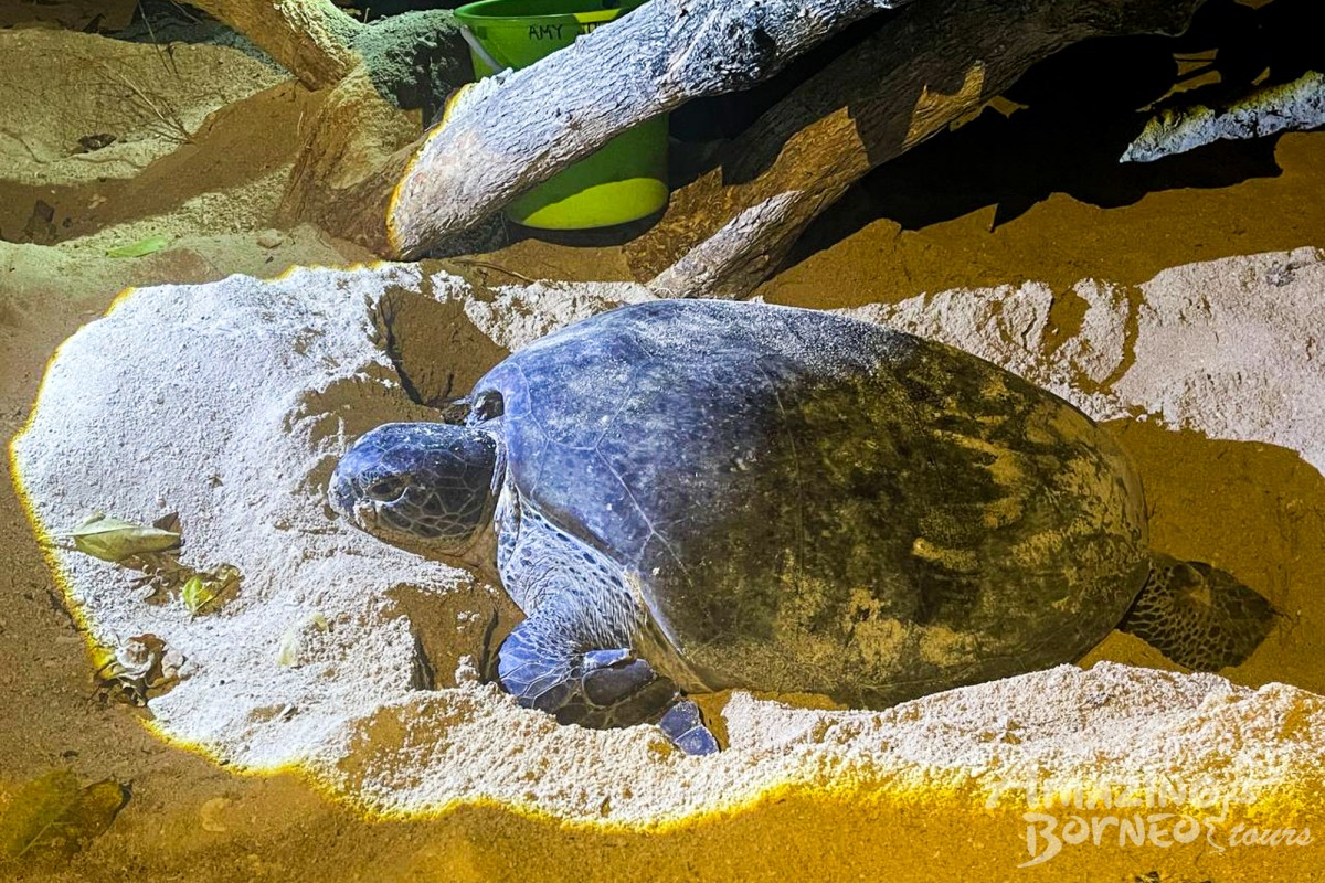 4D3N Selingan Turtle Island & Bilit Rainforest Lodge - Sepilok Orangutan / Turtle Island / Kinabatangan River / Gomantong Cave / Sandakan - Amazing Borneo Tours