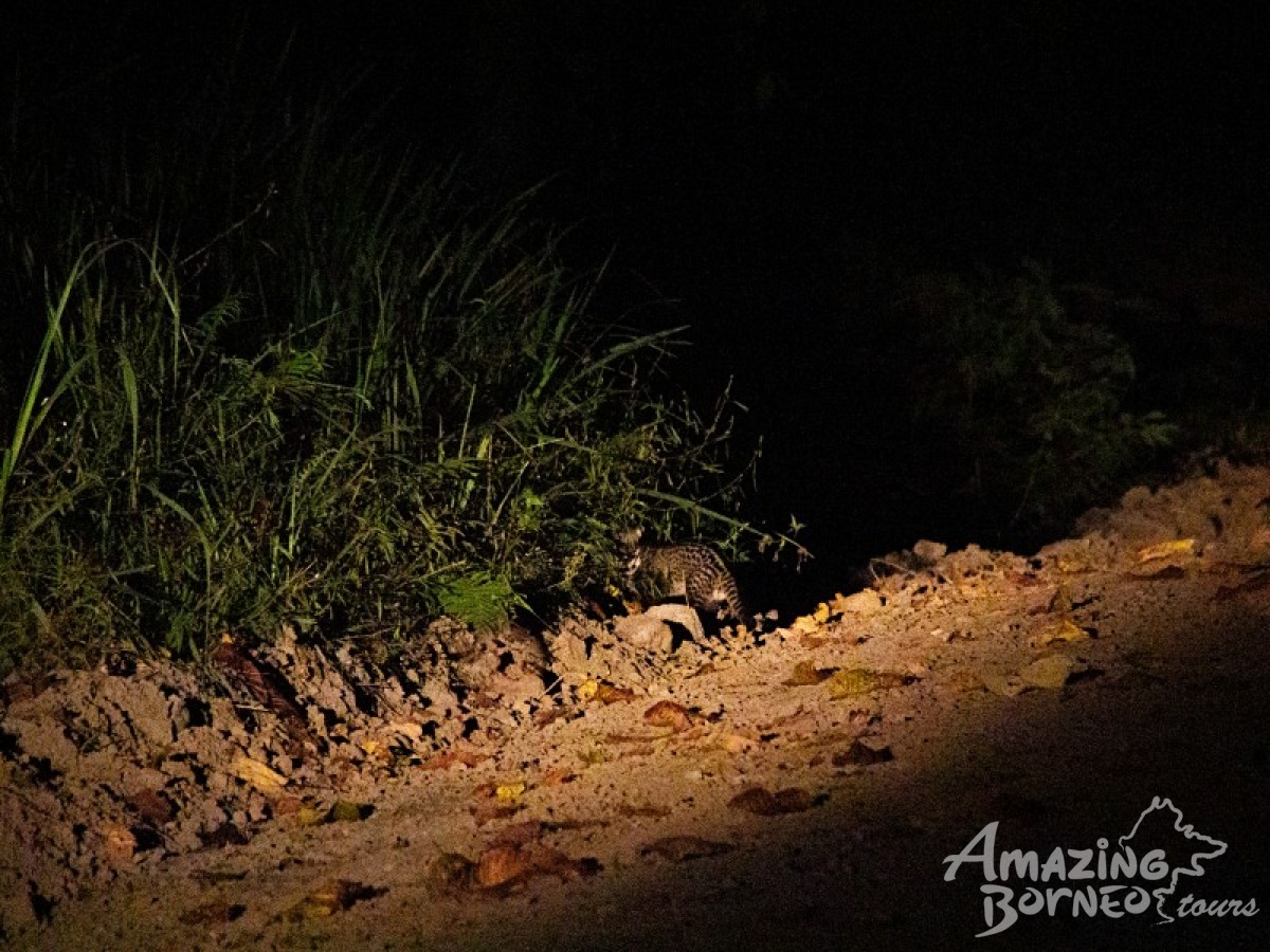 5D4N Borneo Rainforest Lodge & Blue Rings Reef – Danum Valley Immersion - Amazing Borneo Tours
