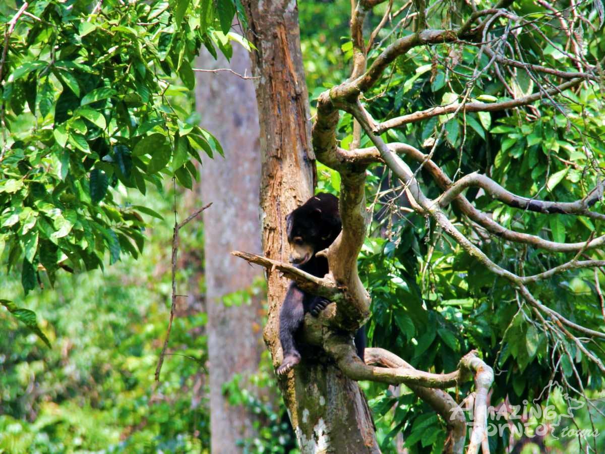 5D4N Selingan Turtle Island & Bilit Rainforest Lodge - Sepilok Orangutan / Turtle Island / Kinabatangan River / Gomantong Cave / Sandakan - Amazing Borneo Tours