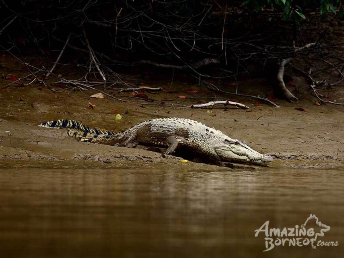 5D4N Selingan Turtle Island & Bilit Rainforest Lodge - Sepilok Orangutan / Turtle Island / Kinabatangan River / Gomantong Cave / Sandakan - Amazing Borneo Tours