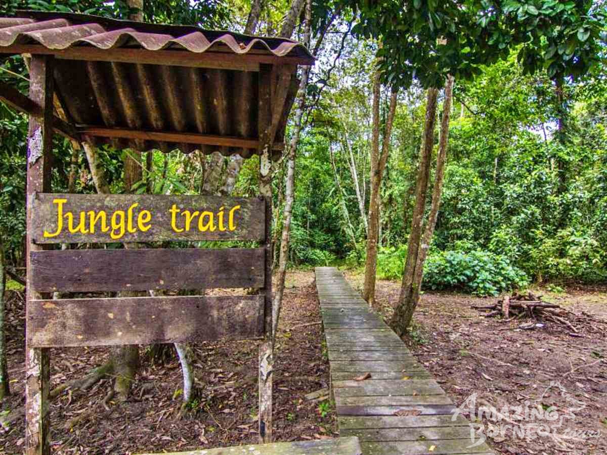 5D4N Selingan Turtle Island & Bilit Rainforest Lodge - Sepilok Orangutan / Turtle Island / Kinabatangan River / Gomantong Cave / Sandakan - Amazing Borneo Tours