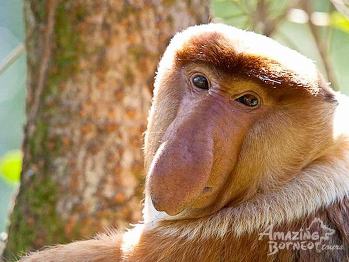 5D4N Selingan Turtle Island & Bilit Rainforest Lodge - Sepilok Orangutan / Turtle Island / Kinabatangan River / Gomantong Cave / Sandakan - Amazing Borneo Tours
