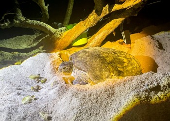 5D4N Selingan Turtle Island & Bilit Rainforest Lodge - Sepilok Orangutan / Turtle Island / Kinabatangan River / Gomantong Cave / Sandakan