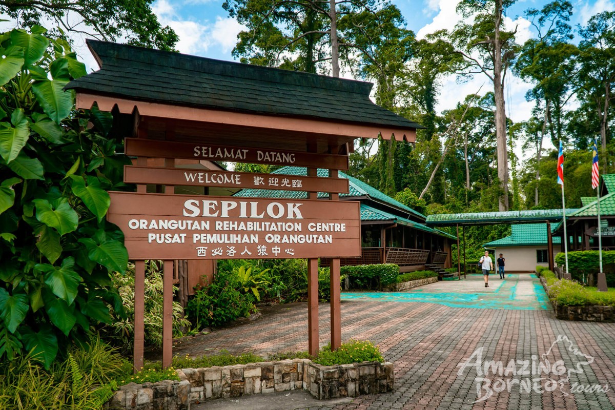 2D1N Tanini Kinabatangan Wildlife & River Cruise Adventure  - Amazing Borneo Tours