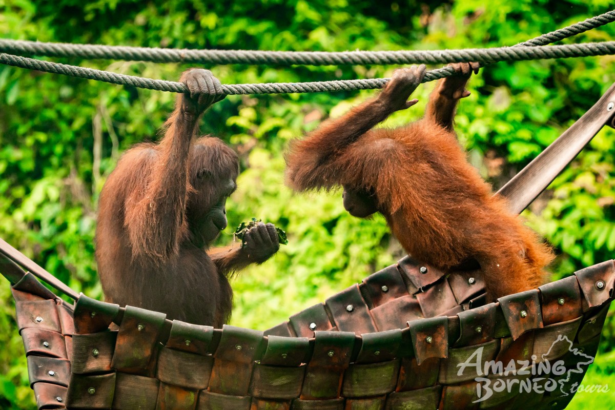 2D1N Tanini Kinabatangan Wildlife & River Cruise Adventure  - Amazing Borneo Tours