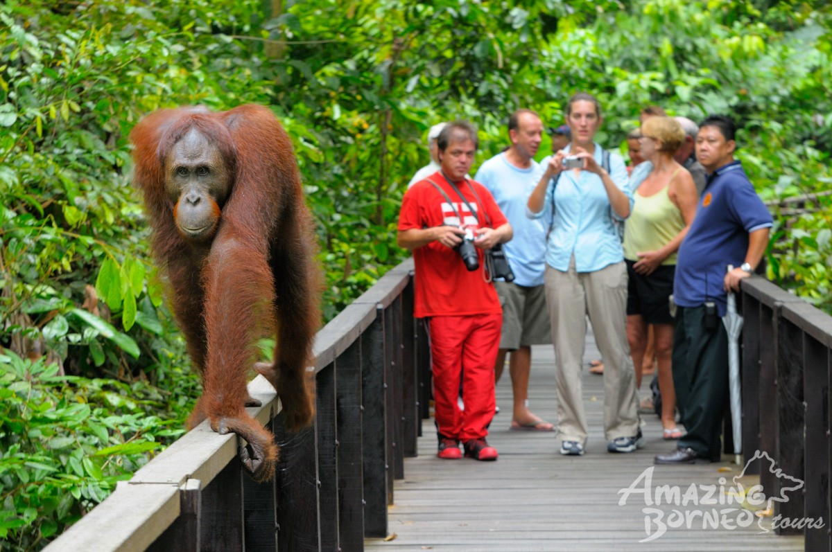 2D1N Tanini Kinabatangan Wildlife & River Cruise Adventure  - Amazing Borneo Tours