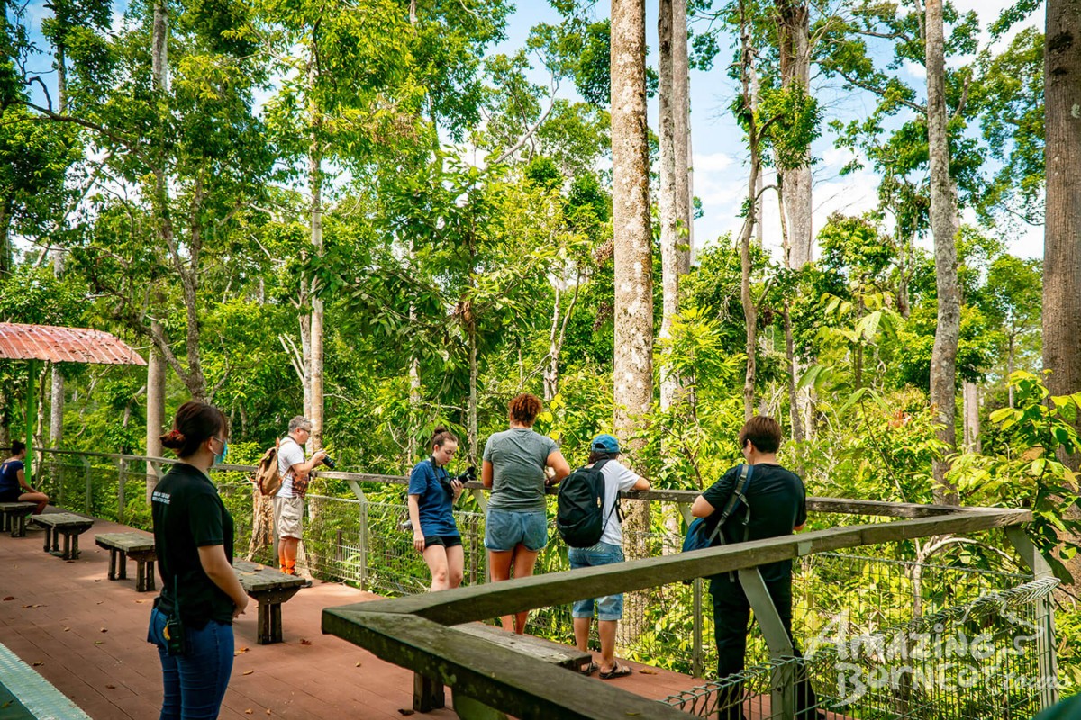 2D1N Tanini Kinabatangan Wildlife & River Cruise Adventure  - Amazing Borneo Tours