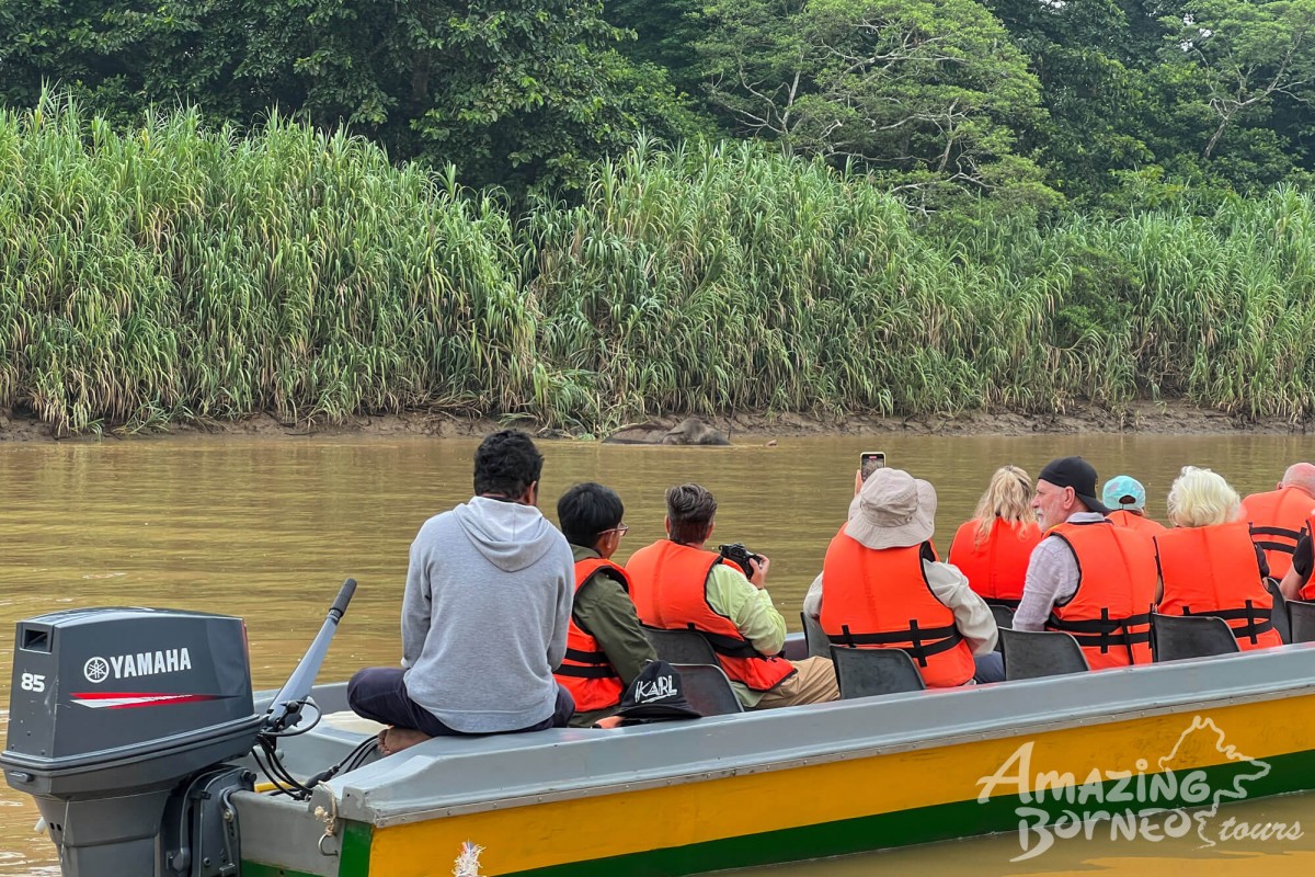 2D1N Tanini Kinabatangan Wildlife & River Cruise Adventure  - Amazing Borneo Tours